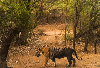 A Bengal tiger walking through dense forest in Ranthambore, India.