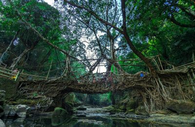 Stunning living root bridge made by nature surrounded by dense forest in Riwai, Meghalaya, India.
