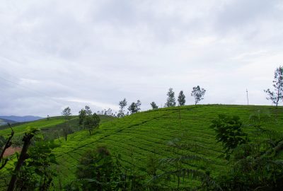 Scenic view of vibrant green tea plantations on rolling hills in Ooty, India.