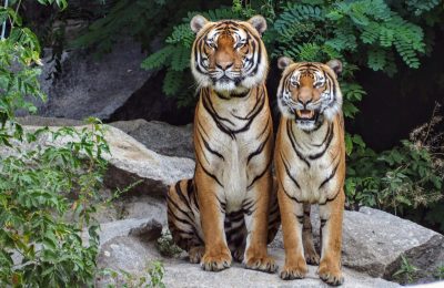 Two Bengal tigers sitting on rocks surrounded by lush greenery, showcasing their natural beauty.