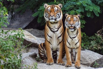 Two Bengal tigers sitting on rocks surrounded by lush greenery, showcasing their natural beauty.